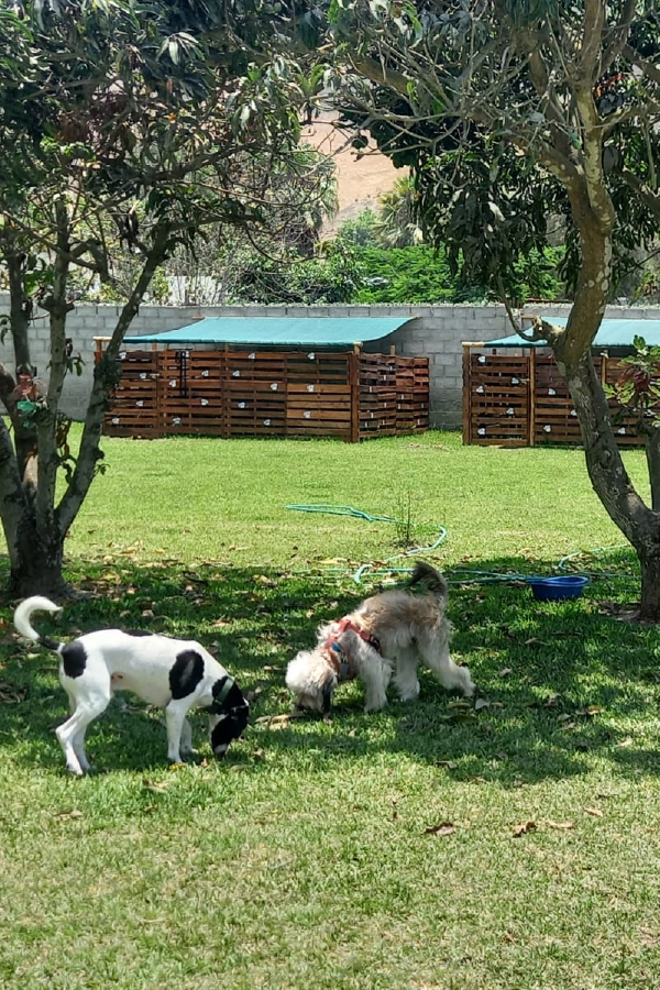 Hospedaje Canino